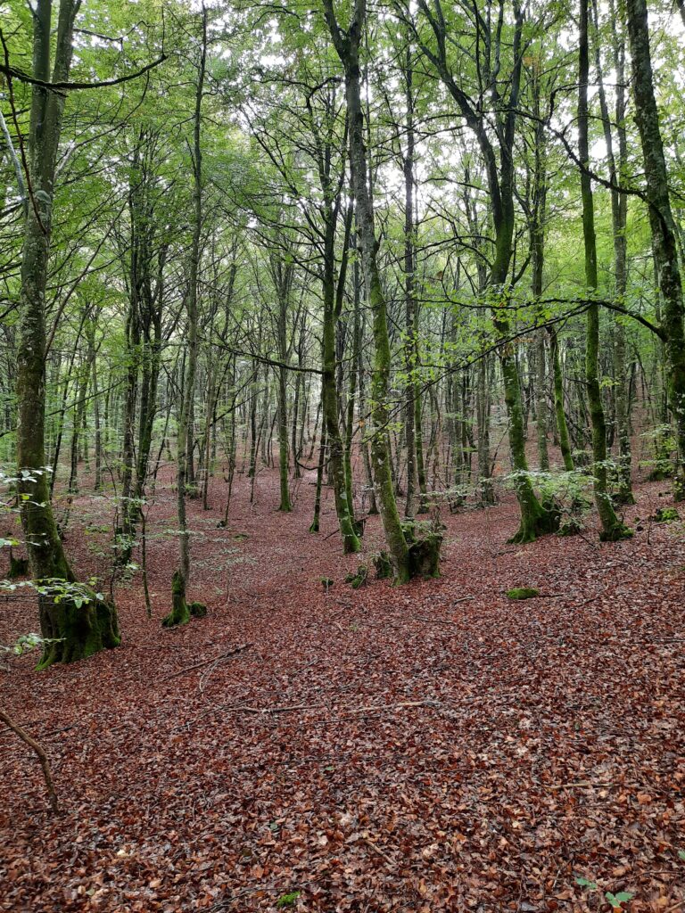 Bosque de Orgi | Uno de los espacios naturales más singulares de Navarra