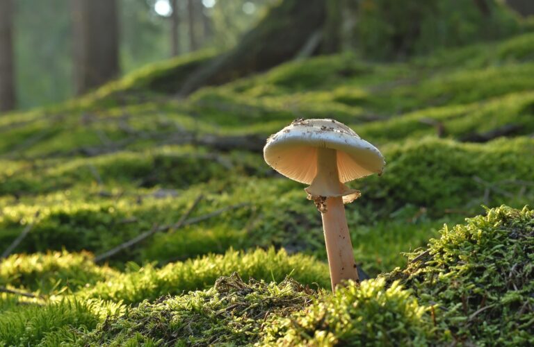 Parque Micológico de Ultzama | Recolección de setas y naturaleza en Navarra